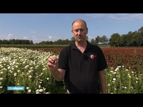 Video: Miscanthus Chinese (32 Foto's): Plant En Versorg In Die Oop Veld, Variëteite Vir Die Moskou -streek, 