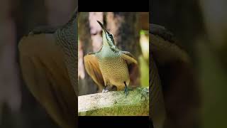 The Mad Dancer Of The Bird World Flap It Like Its Hot