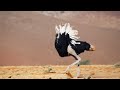 Ostrich gives the performance of his life  the mating game  bbc earth