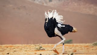 Ostrich Gives the Performance of His Life | The Mating Game | BBC Earth