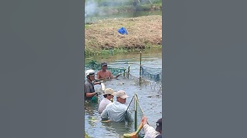 kéo lưới bắt cá mà vui dễ sợ