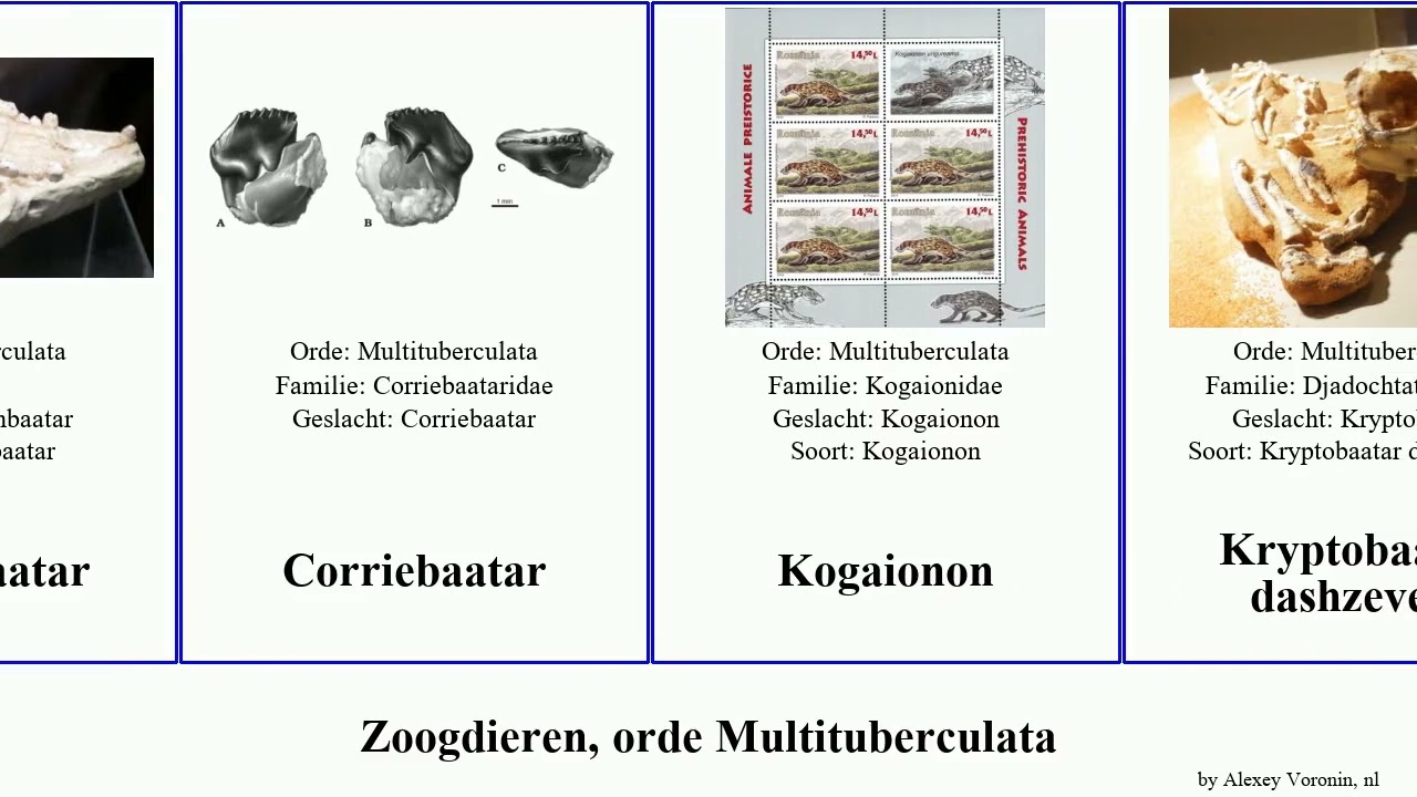Zoogdieren, orde Multituberculata mammal Catopsbaatar Nemegtbaatar Chulsanbaatar Futuremono