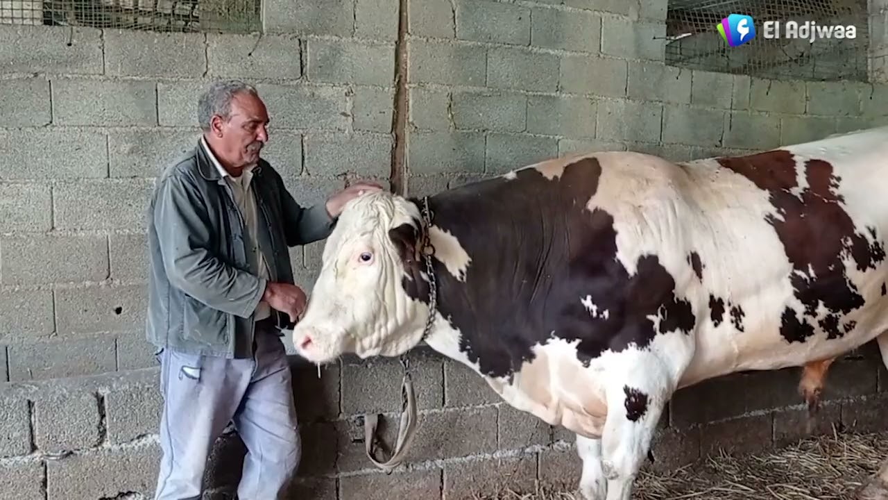 ميلة - فلاحو منطقة عزابة بلدية عين التين يطالبون بالكهرباء