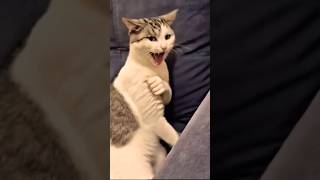 "FUNNY CAT FIGHTING, SKILLS😂😏,#phonk,#viral, #viralvideo,#viralshort #cats,#video,#ai cat #trending