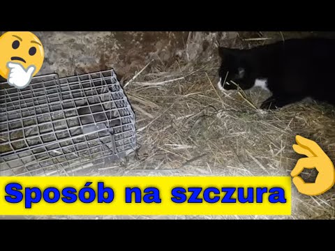 Wideo: Dronabinol, Agonista Receptora Kannabinoidowego, Do Komór Mózgowych Nie Tłumi Bezdechu Wywołanego Serotoniną U Szczurów Sprague-Dawley