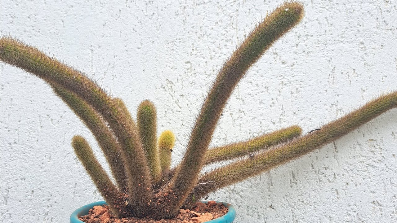 CACTO  RABO DE MACACO E RABO DE GATO , REPLANTE .