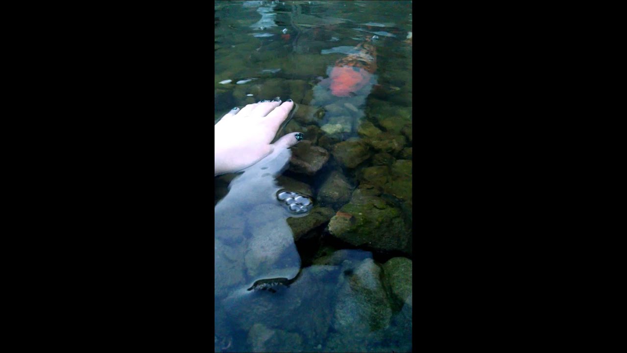 Fish that like being pet! YouTube