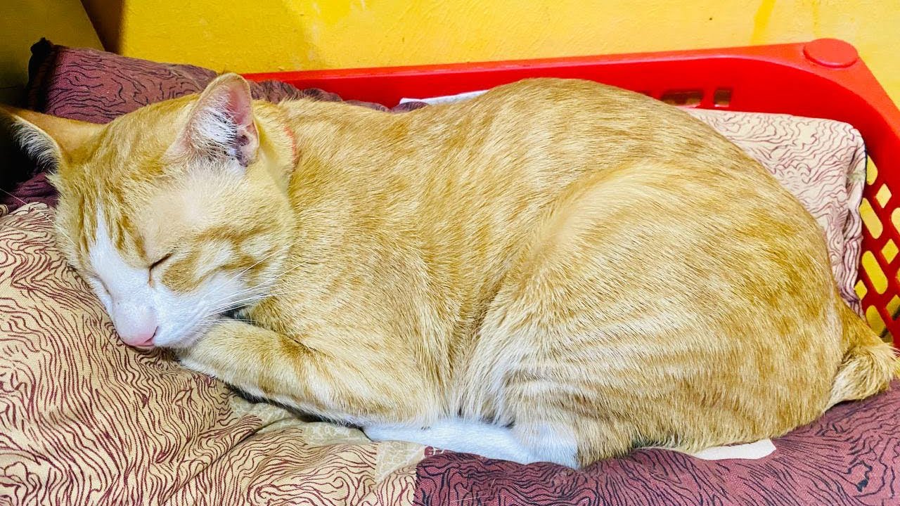 Good night🤣😴😴😴😴🐈🐈🥰 - YouTube
