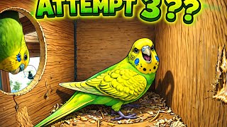 Budgie Box Cams Attempt 3 ??