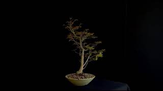 26I NG26 ACER PALMATUM
