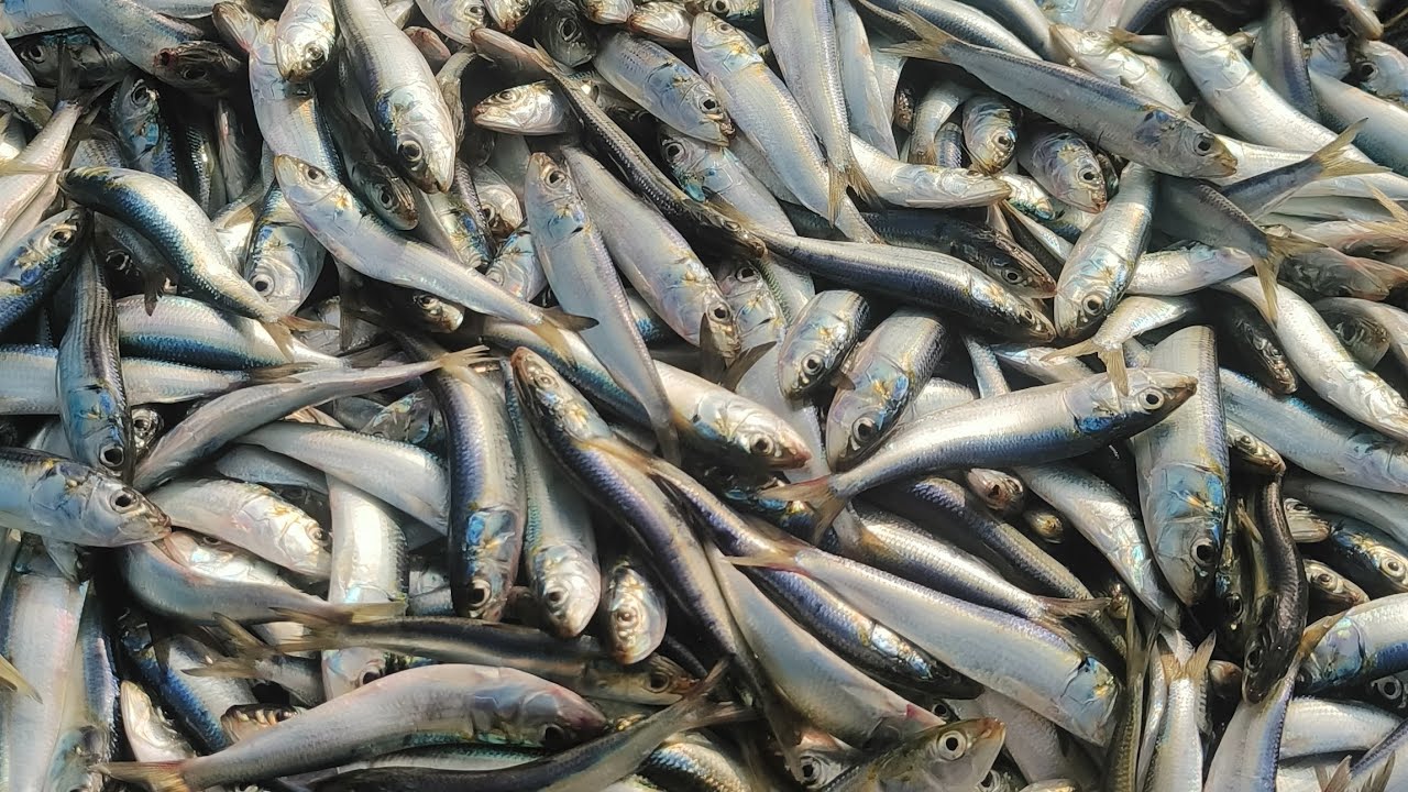 Fish Overload #fishing #fishing boat#overload fish ๐ ๐ ๐๐ - YouTube