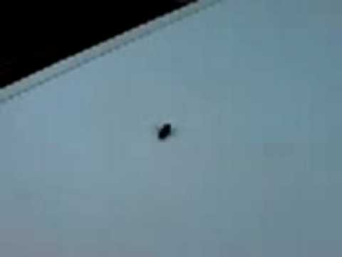 breakdance bee