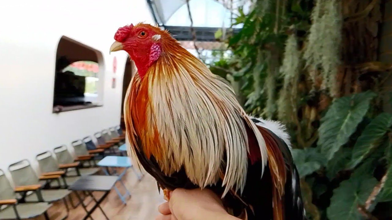Even Pet Chickens Need to Chill: Taking My Tân Châu Chickens to a Garden Café! ☕🐔