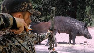 I Shot This Wild Hog.. Then it Came Back a Week Later!