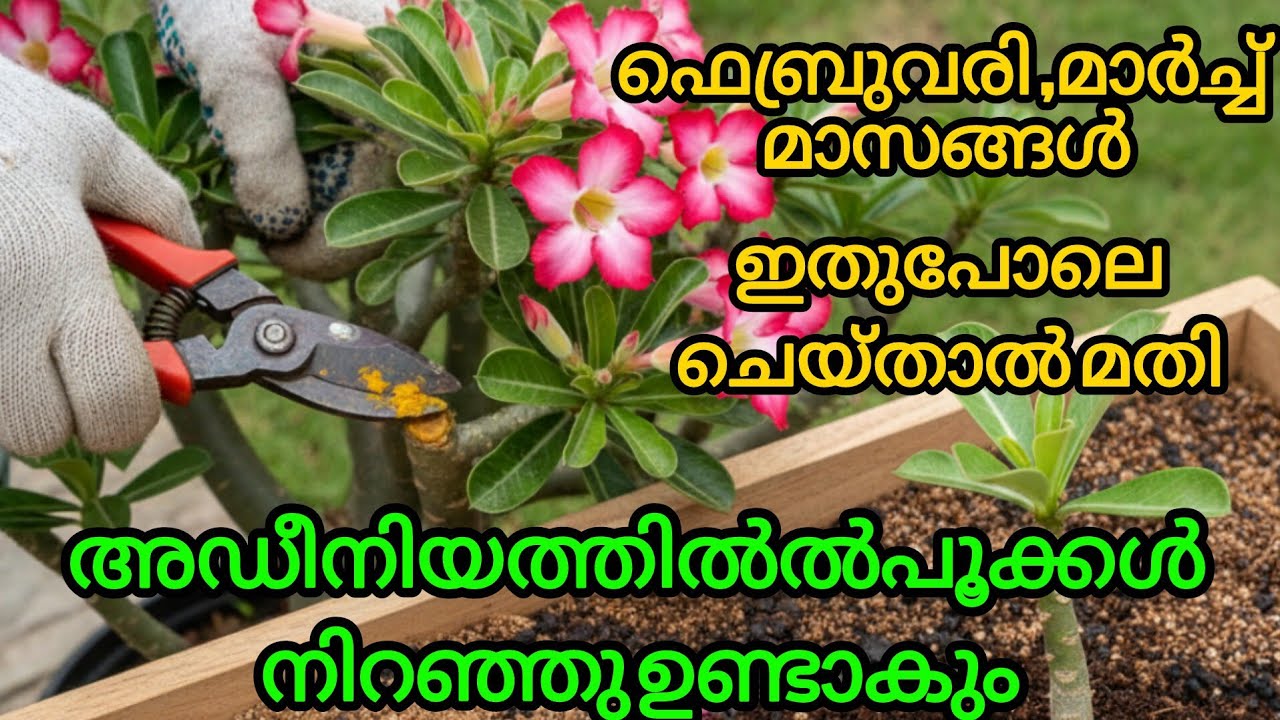 ഫെബ്രുവരി മാർച്ച് മാസങ്ങളിൽ  ഇതുപോലെ ചെയ്താൽ മതി പൂക്കൾ നിറഞ്ഞു ഉണ്ടാകും/adinium care/Codex/,✨🏡🤩💯