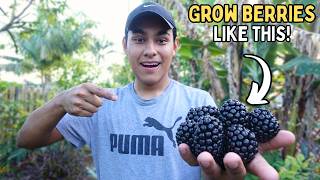 How To Grow The BEST Blackberries!👀🌿S:4, Ep.19//The Ultimate Gardener