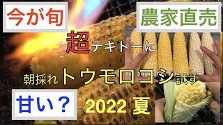 人気の「朝採れとうもろこし」一番うまい品種は？