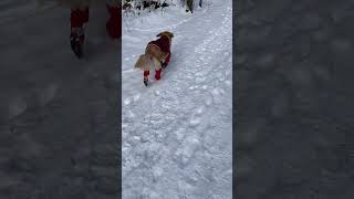 IMG 3618