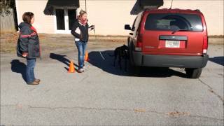 Thunder Vehicle Search - Intro to Scent Work (Level 2)