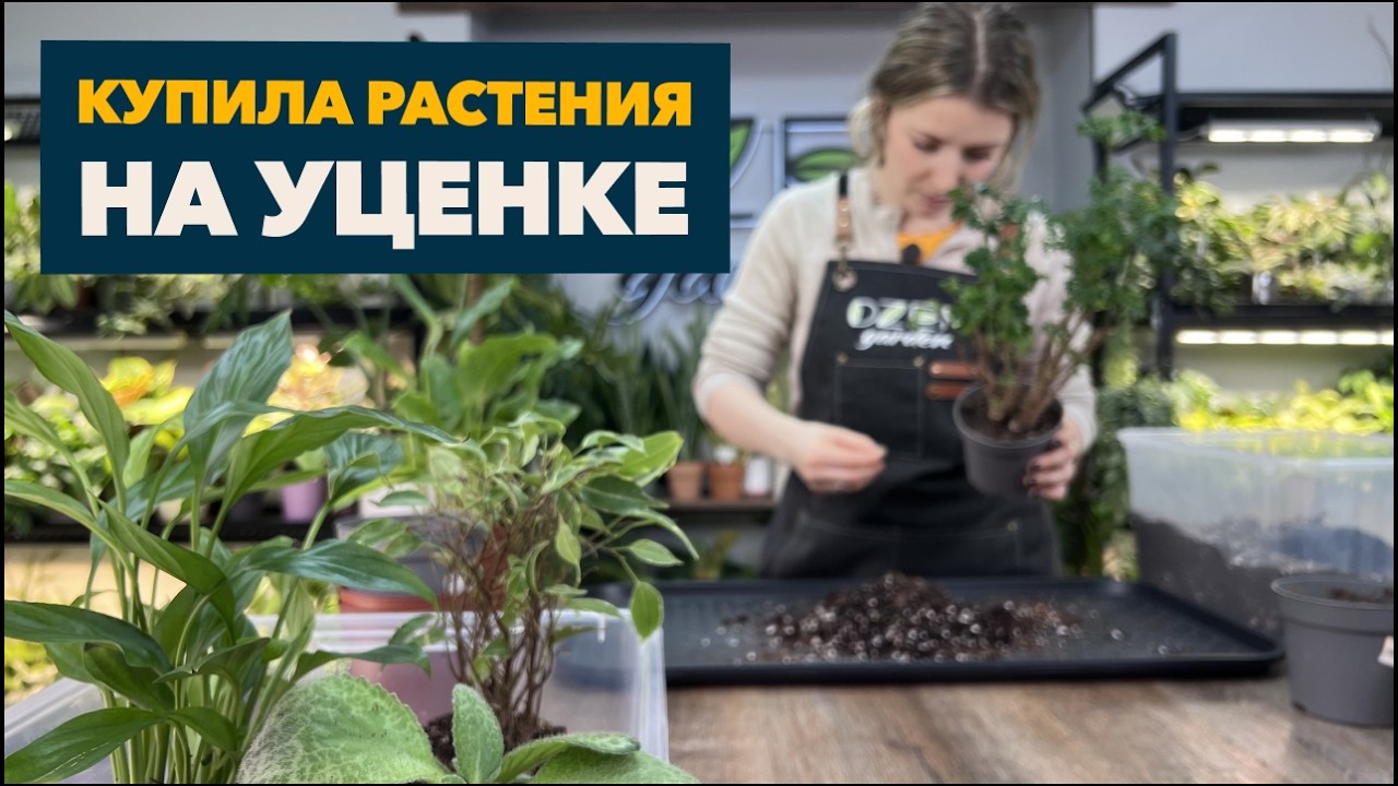 Реанимация комнатных растений » Купила растения на уценке