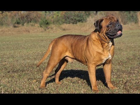 معلومات عن كلب البول ماستيف BULLMASTIFF !!!!!!!