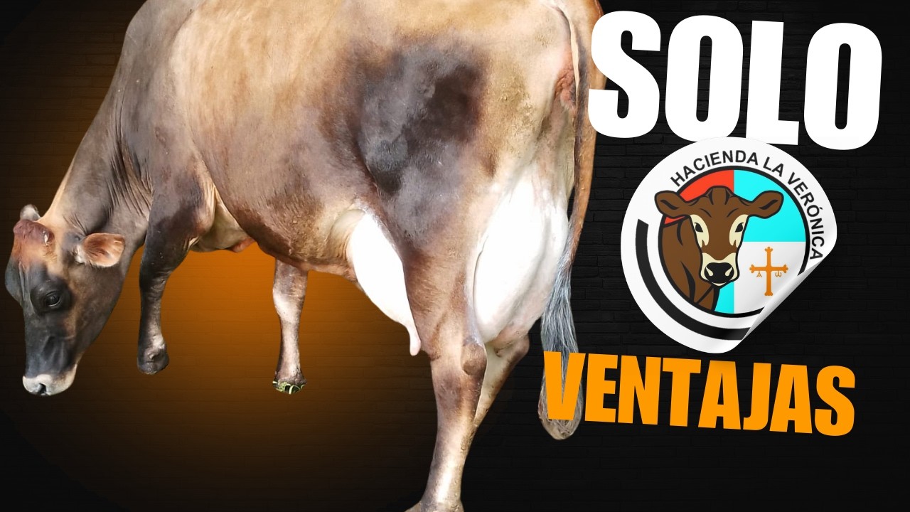 VENTAJAS PRODUCTIVAS DEL JERSEY POR ENCIMA DE OTRAS RAZAS LECHERAS