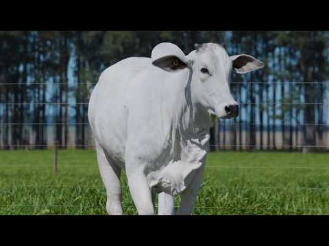 LOTE 30 - CSCF 8412
