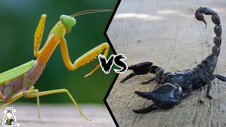 Celebrity Praying Mantis vs Scorpion -  Who is the Strongest Predator of the Insect World? Wealth