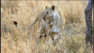 The first picnic of the twomonthold baby lion! [Africa Safari Plus⁺]63