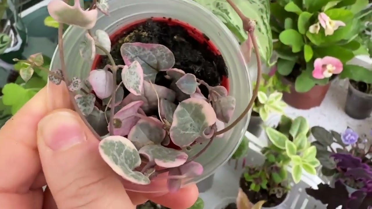 Çöl gülü,taylant milli,Sukulent çeşitleri geldi 💐05066598226