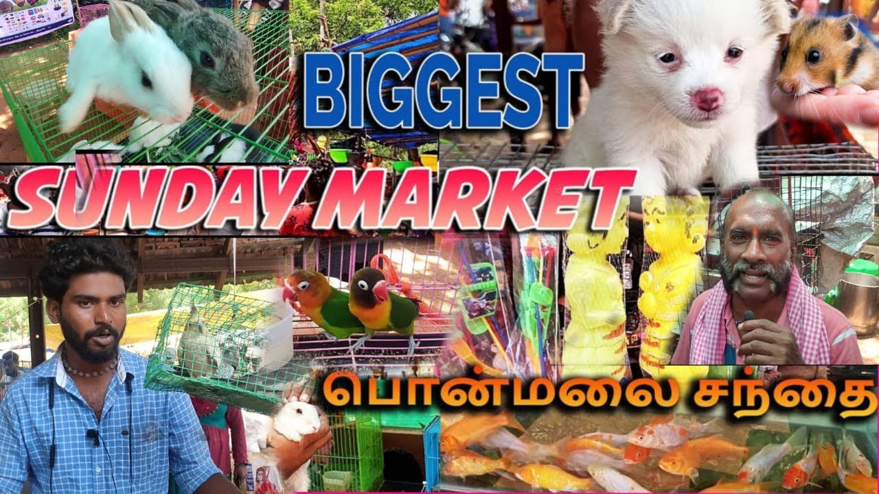 trichy-ponmalai-santhai-vlog-in-tamil-ponmalai-pet-market