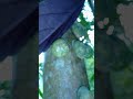 new #sinharajaya #nature #insects