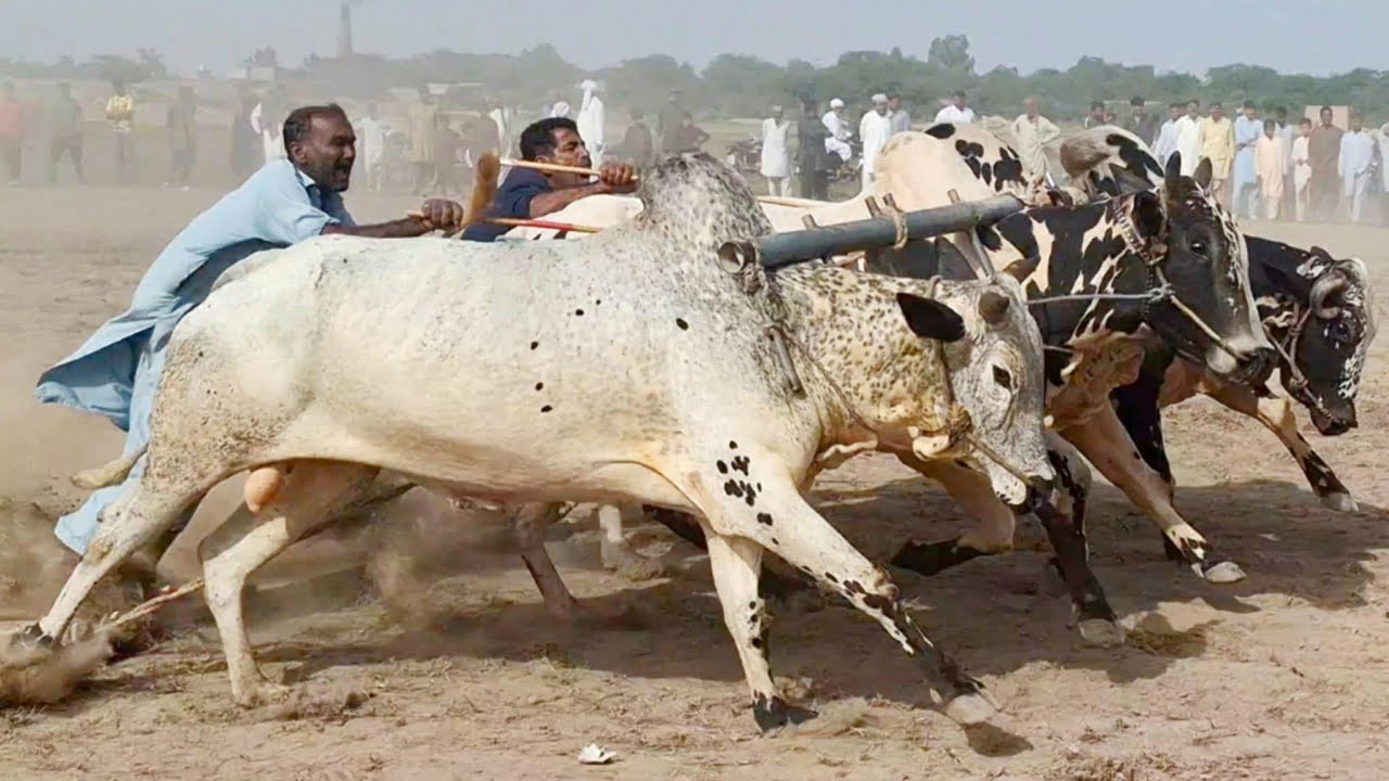 Bull race | Bull powered field leveller | Bull powered village life in punjab | Traditional punjab