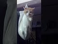 FOTO KUCING RENDOM | KG-Cn #fyp #JJ KUCING #KG-Cn #20K