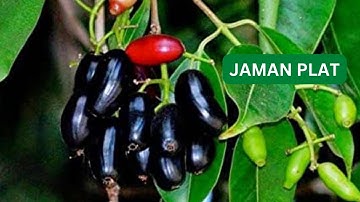 Complete details about java plant(jaman plant)