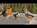 Video for Cats - Birds Tweeting on The Bench