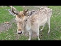 Природный парк Эрнстбрунн (Wildpark Ernstbrunn) - смотреть всем любителям оленей :)