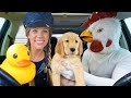 Puppies favorite surprise dancing car ride chases