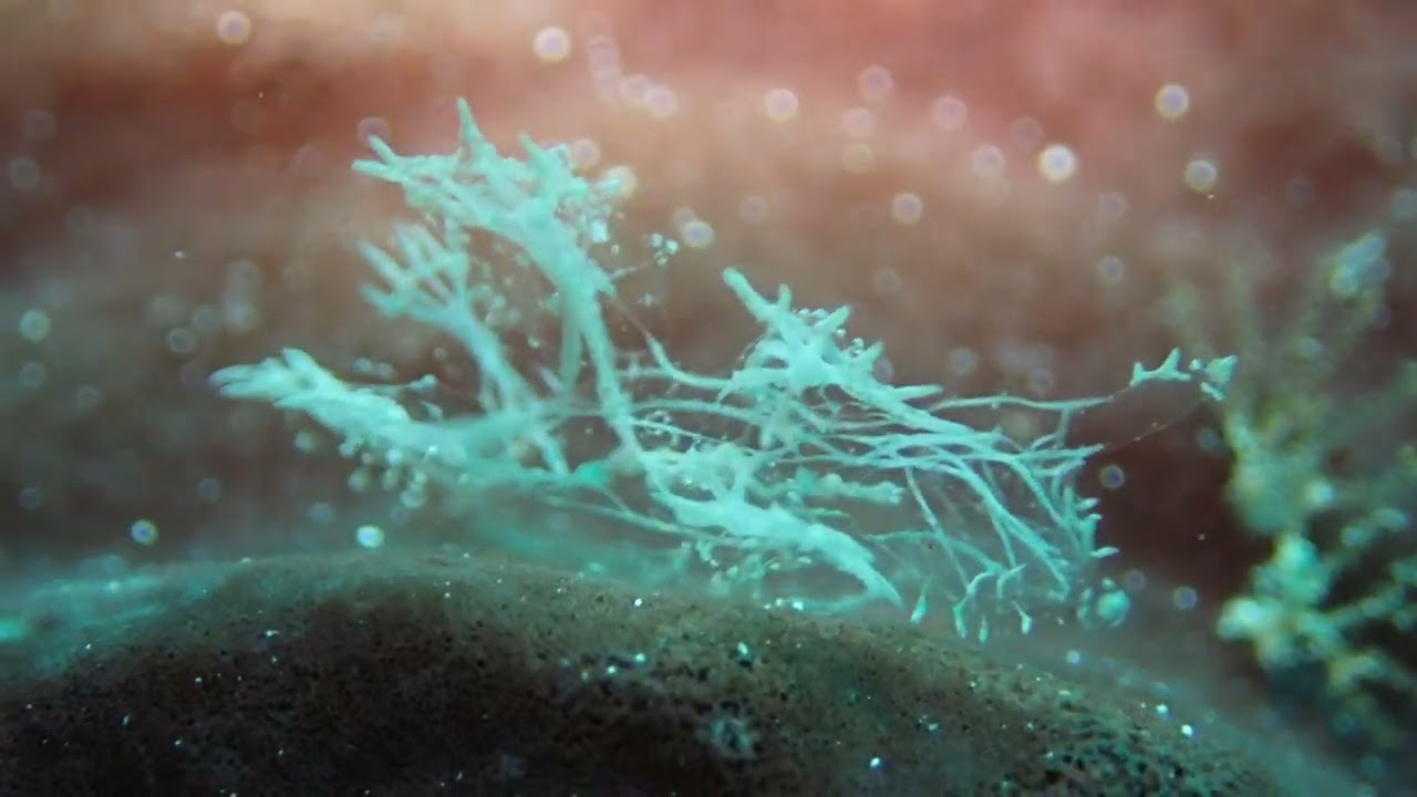 Ghost Nudibranch, Melibe colemani, at PPP Resort, Romblon, Philippines.