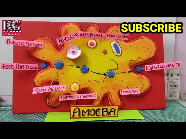 AutoDraw: Perfect for Classroom Creators - Science with The Amoeba