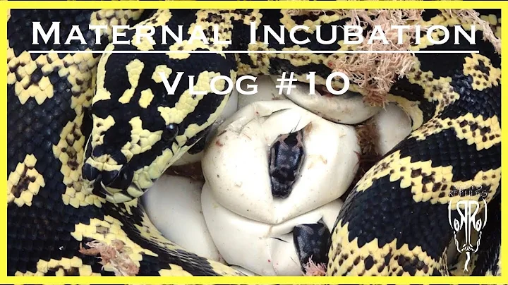 Maternal Incubation Vlog # 10