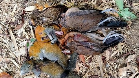 Hunting yos tua qaib qus thiab tua nas daj ไปเที่ยวป่ายิงไก่ป่ายิงกระรอก