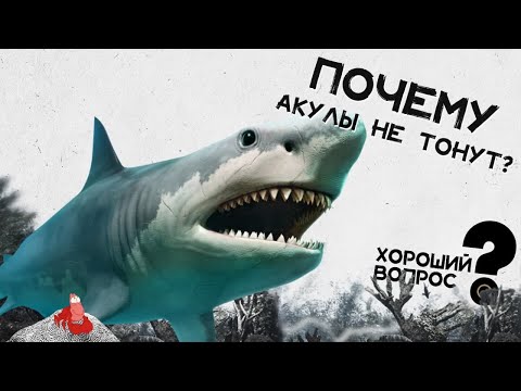 Почему акулы не тонут? Хороший Вопрос