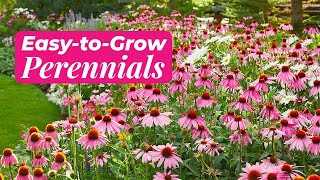Easy Perennials to Grow