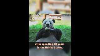How Panda Ya Ya Begins Her Morning In Her Hometown Beijingpandaanimalchinafyp