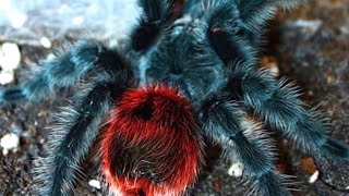 One of my favourite Tarantulas + 3X Moult - Nightcam VLOG by Whitey Exotics 143 views 9 months ago 8 minutes, 30 seconds