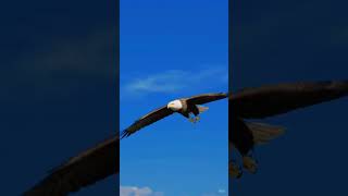 Abhi to sirf shuruwat hai #egel #bird #flying