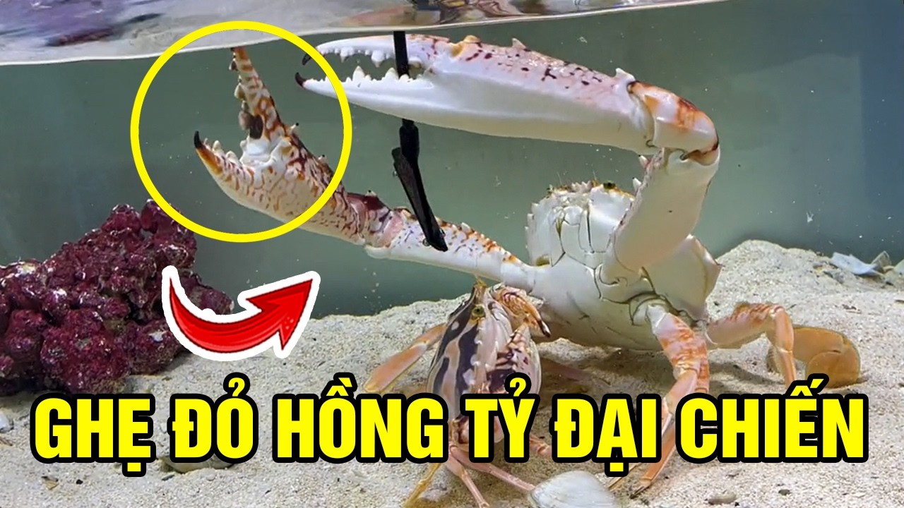 Review Nuôi GHẸ ĐỎ HỒNG TỶ Trong Bể Kính Và Cái Kết Bất Ngờ P2