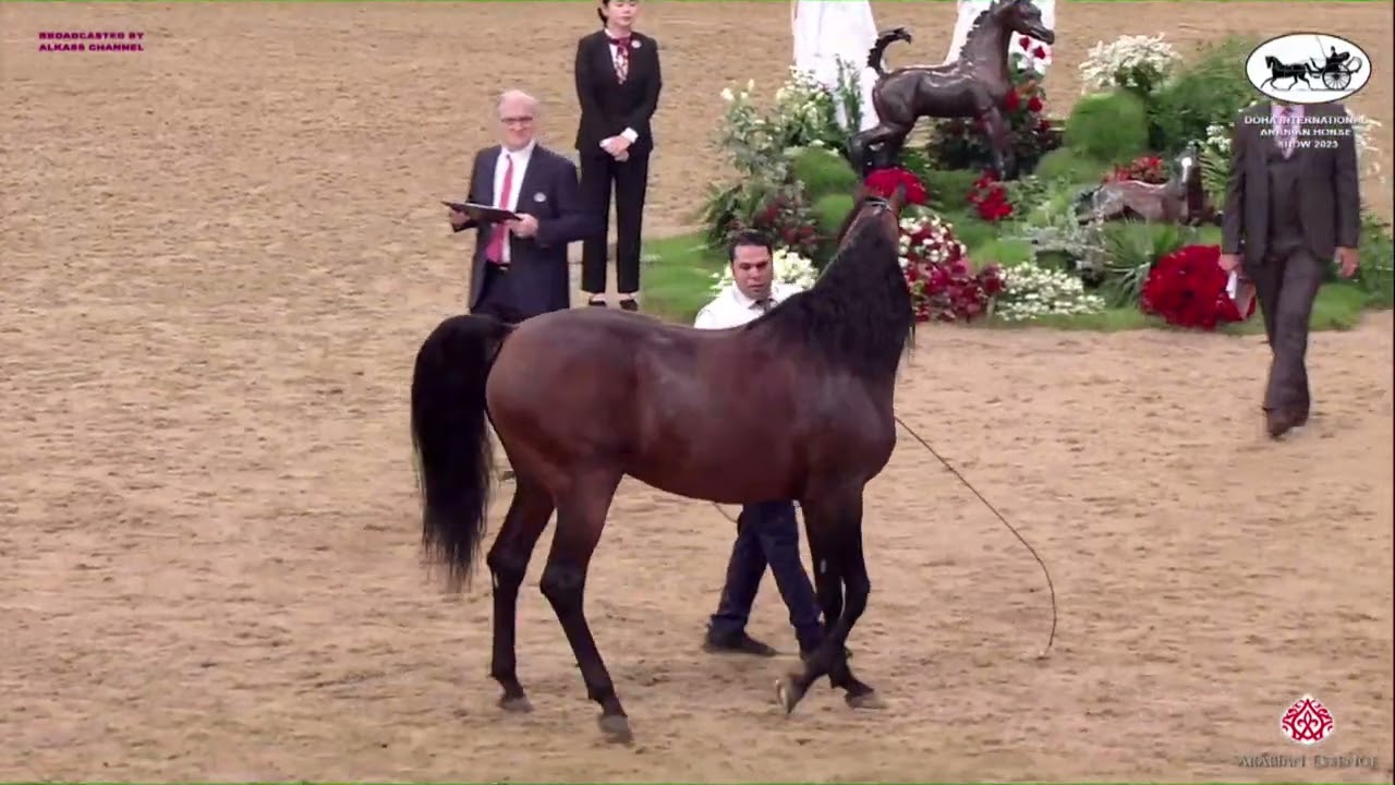 N 368 SHARAF AL SHAHANIA   Doha International Arabian Horse Show 2023   Stallions 7 10 Years Old Cla