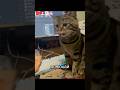 лежит бриллиант ни дать ни взять кошки Cat веселыекоты шишак кот моякошка котик лежит бриллиант ни дать ни взять кошки Cat веселыекоты шишак кот моякошка котик